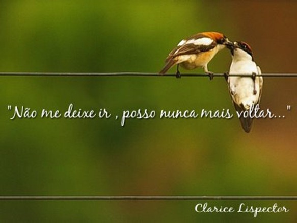 pensamento clarice