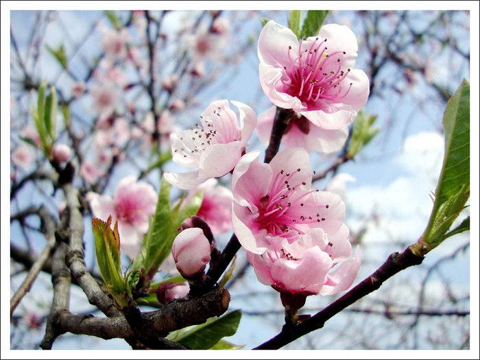 [Spring_by_koMar_cica[4].jpg]