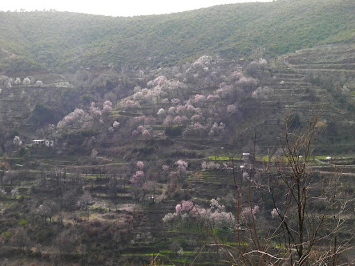 Mandelblüte Anamur, Karaçukur Köy