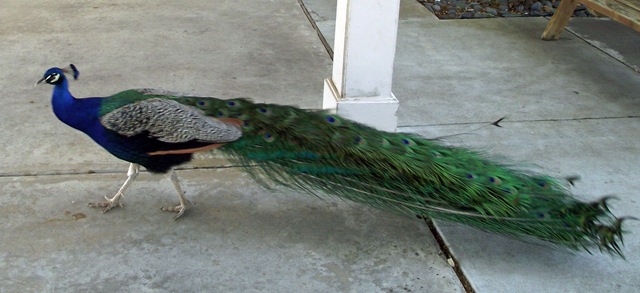 [peacock[2].jpg]