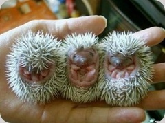 Baby_Hedgies_by_Queen_Mum
