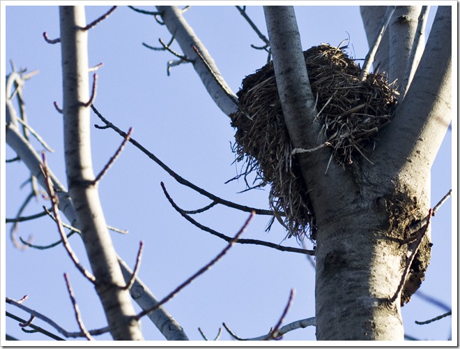 nest