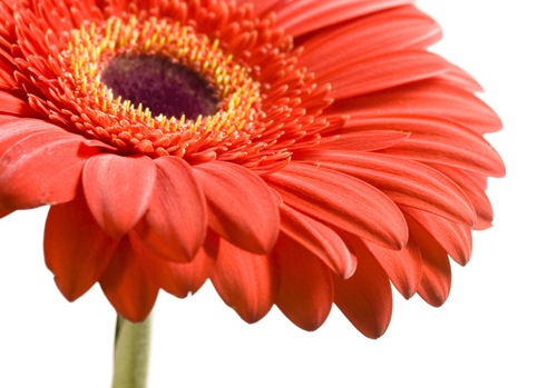 862gerbera