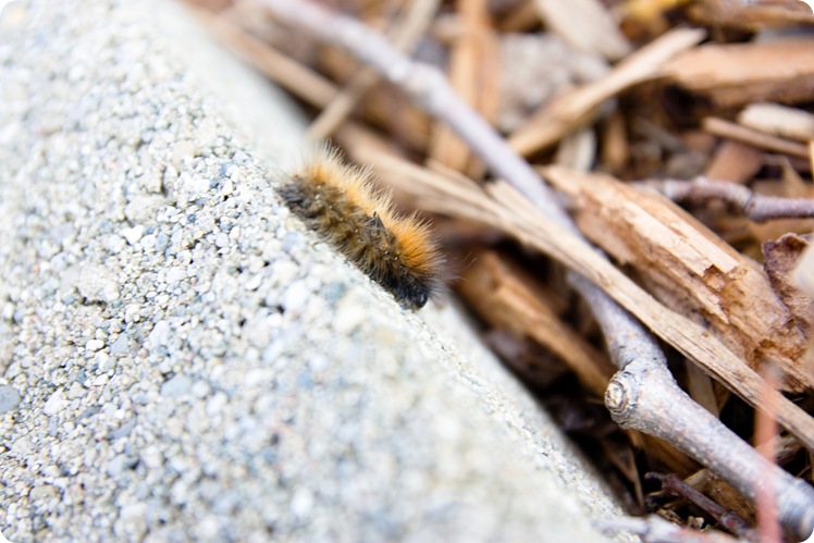caterpillar