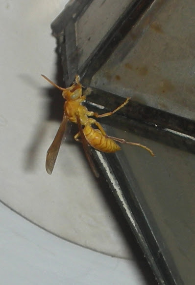 Spotting Image 1