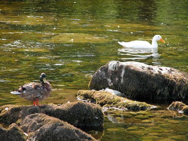 [Ducks2.jpg]