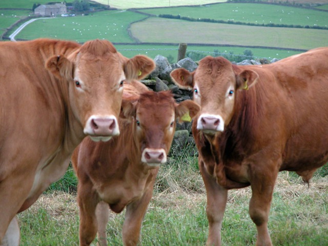 [Cows2.jpg]