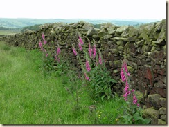 Foxgloves_Silsden_Addingham