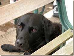 Dog_in_Pub
