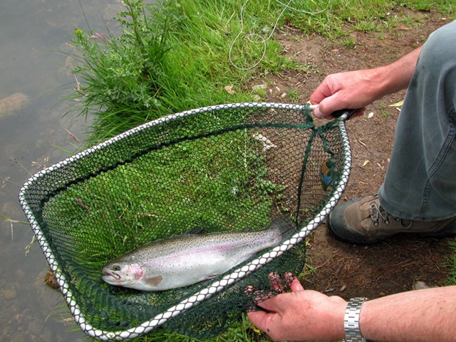 [Trout2.jpg]