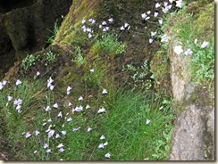 Flora
