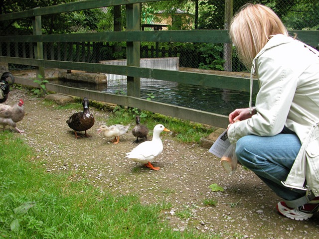[Ducklings2.jpg]
