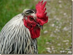 Cock