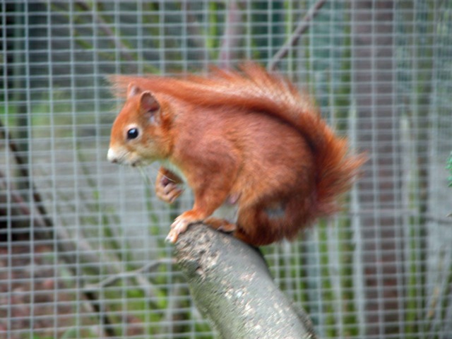 [Squirrel012.jpg]
