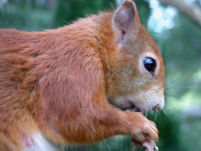 [Squirrel032.jpg]