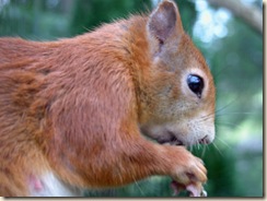 Squirrel03