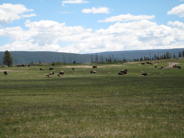 [Potluck & Yellowstone 017[4].jpg]
