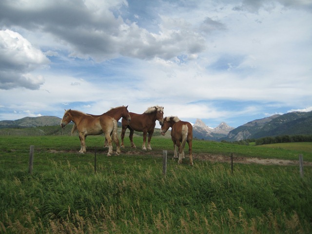 [TetonsandWedding0044.jpg]