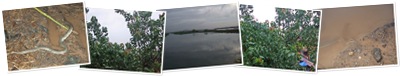 View Vasai Rain Snake