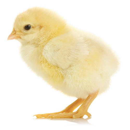 Checkout the Robot Chick....