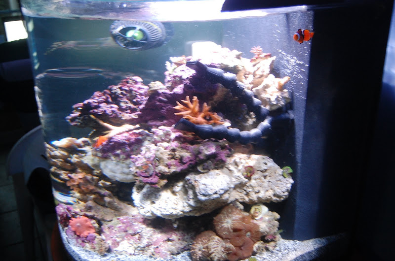 Current USA Cardiff Aquarium Reef Build 69596