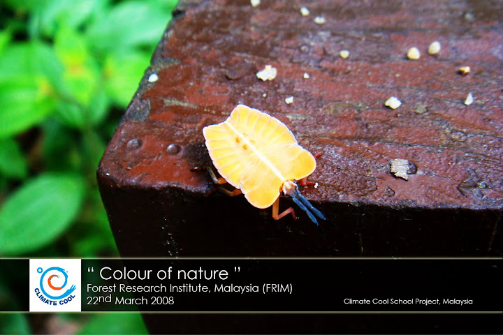 Colour of nature