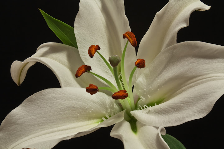 Lily