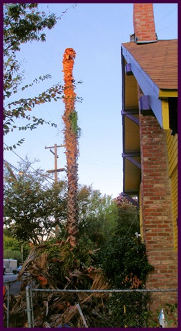 [lonetreemess2[3].jpg]