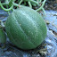 Minnesota Midget Melon
