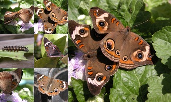 View common buckeye