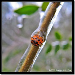 frozenladybug