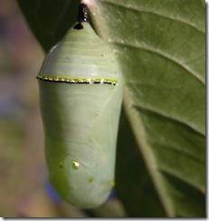 chrysalis3