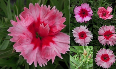 View dianthus
