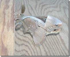 Bild0046