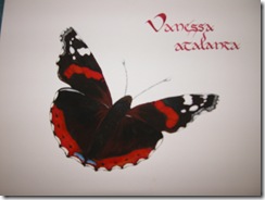 vanessa2