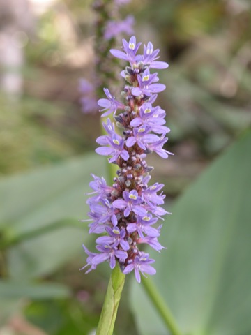 [Pickrelweed[3].jpg]
