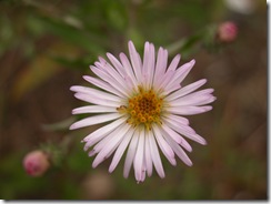 DSCN0037