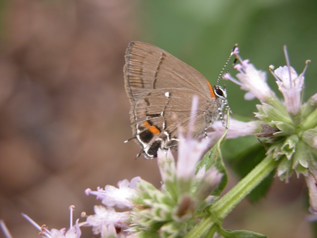[Hairstreak 2[6].jpg]