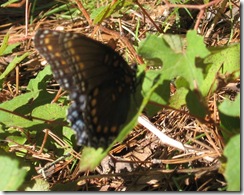 Red Spotted Purple 2