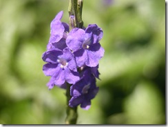 Porterweed 2