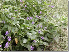 Porterweed 5