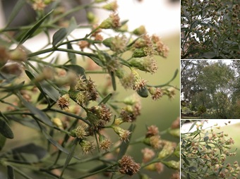 View Saltbush