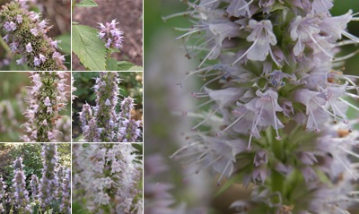View agastache