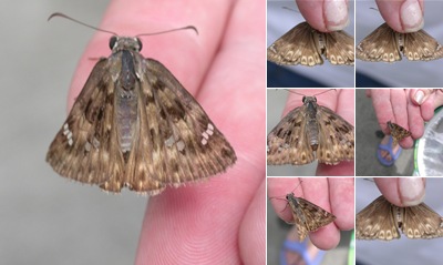 View Duskywing