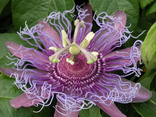 [Passiflora[3].jpg]