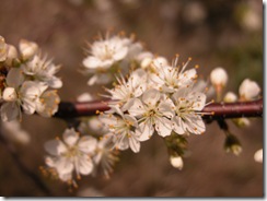 DSCN0032