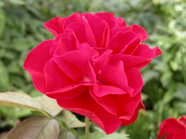 [Rose red[3].jpg]