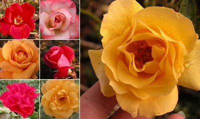 View Roses