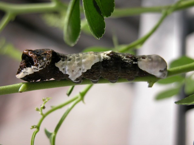 [Giant Swallowtail Larvae[4].jpg]