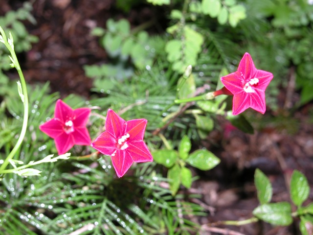 [Cypress vine 8[3].jpg]